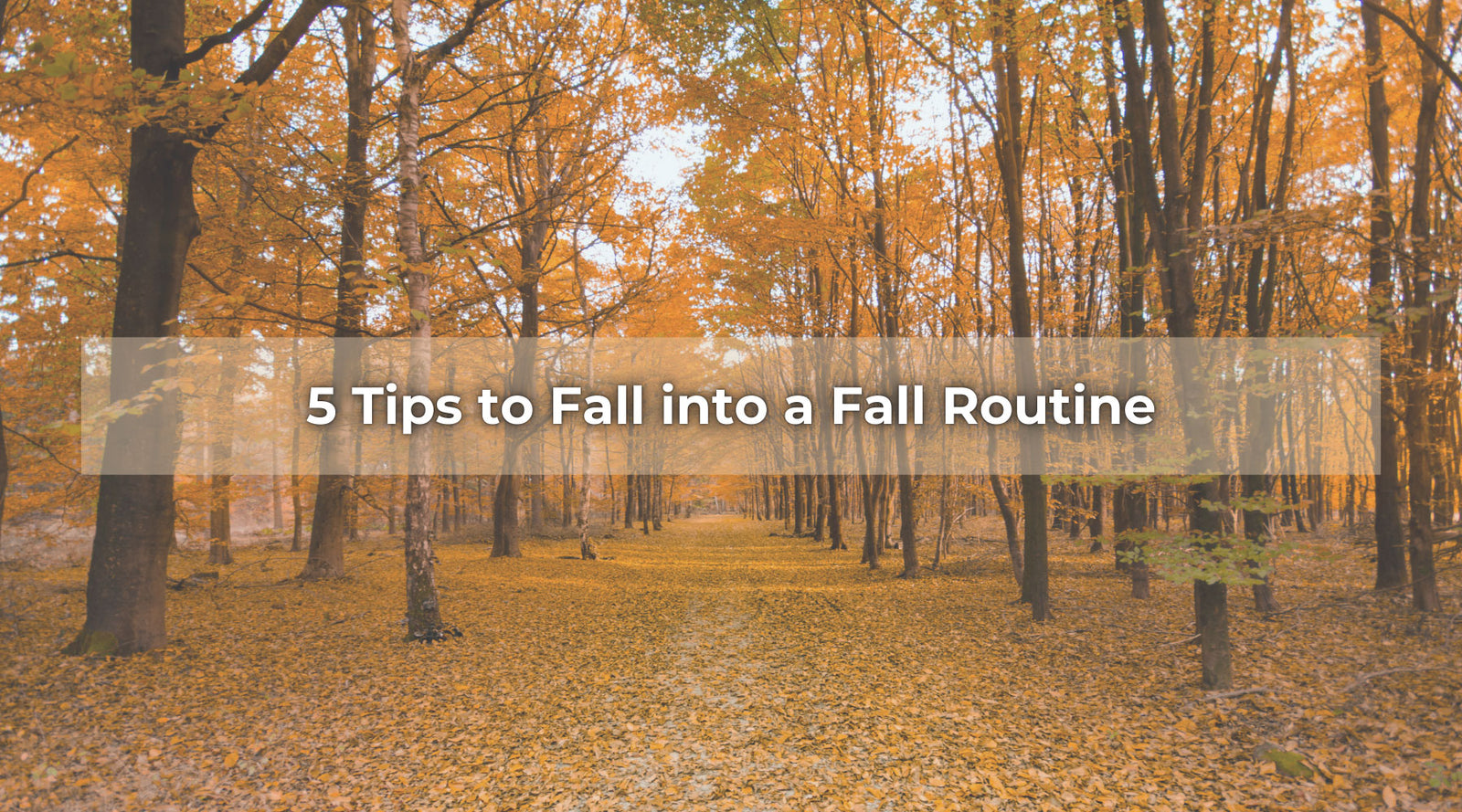 Autumn forest scene with text overlay “5 Tips to Fall into a Fall Routine” for seasonal lifestyle blog.