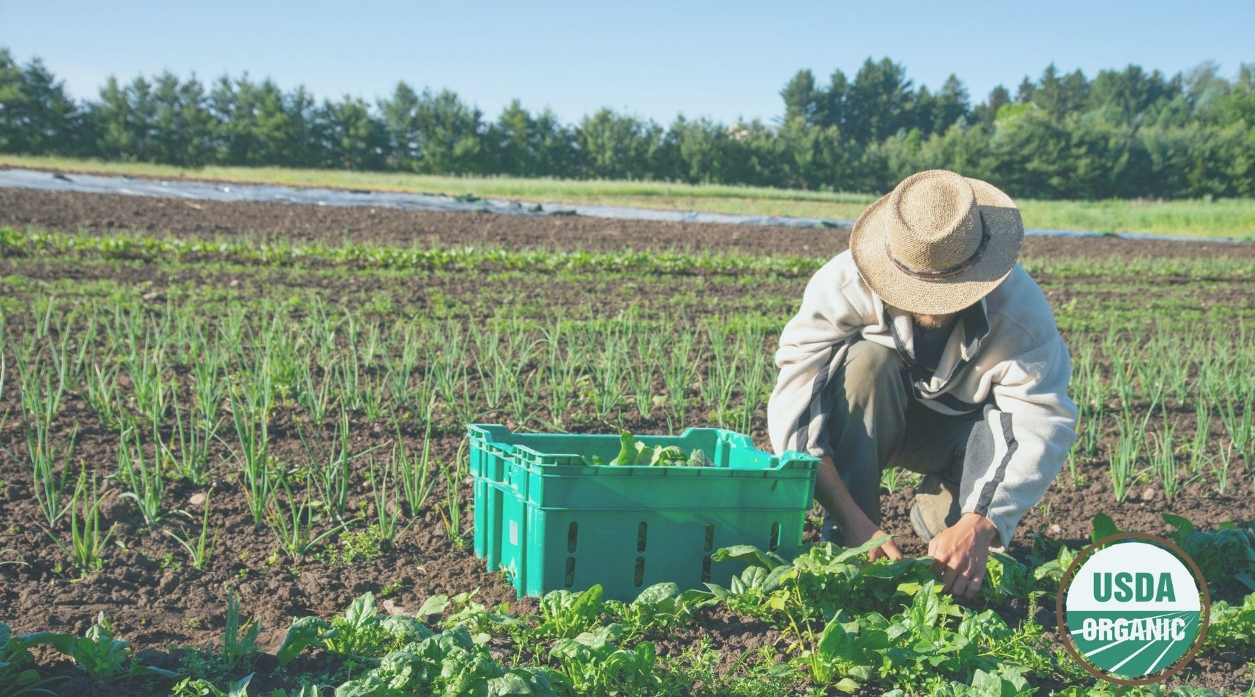 Organic farmer harvesting crops in a sustainable field with USDA organic certification logo, promoting eco-friendly farming practices for healthier, pesticide-free produce