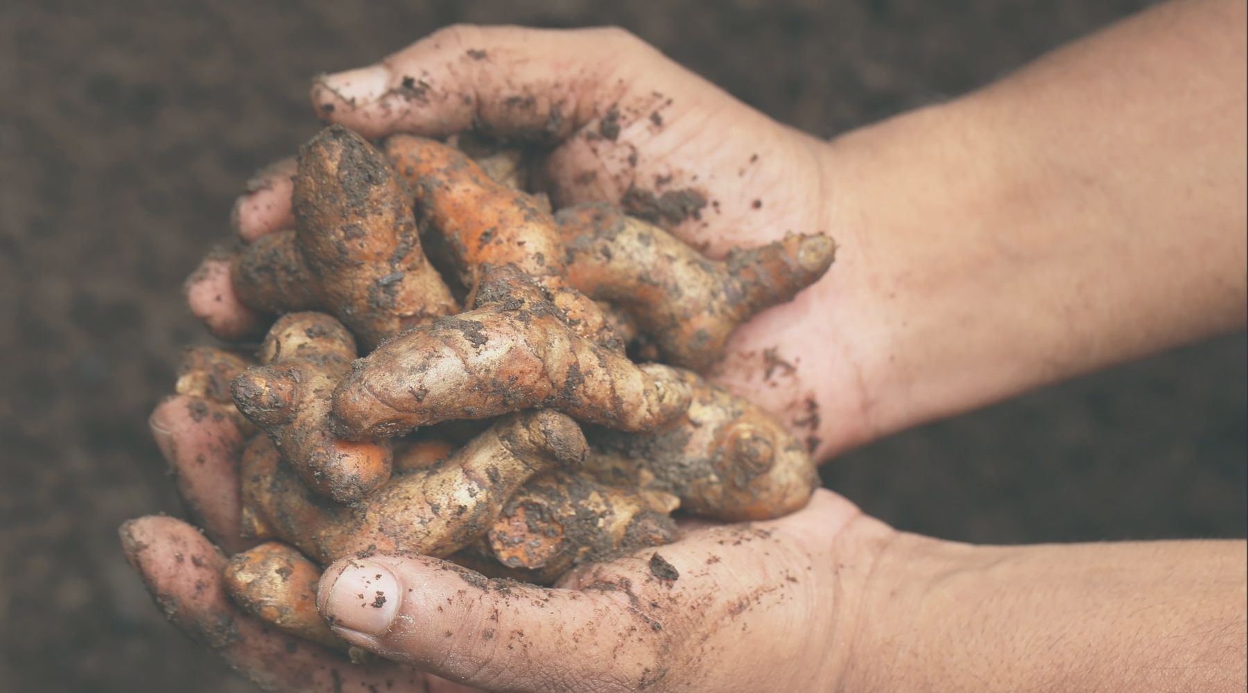 The Anti-Inflammatory Power of Turmeric