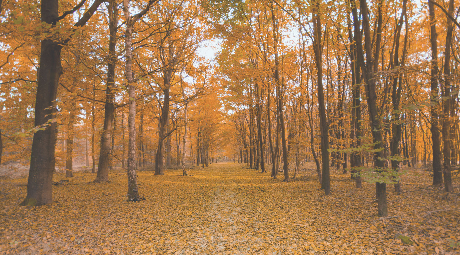 Scenic autumn forest with a pathway covered in golden leaves and vibrant fall foliage.